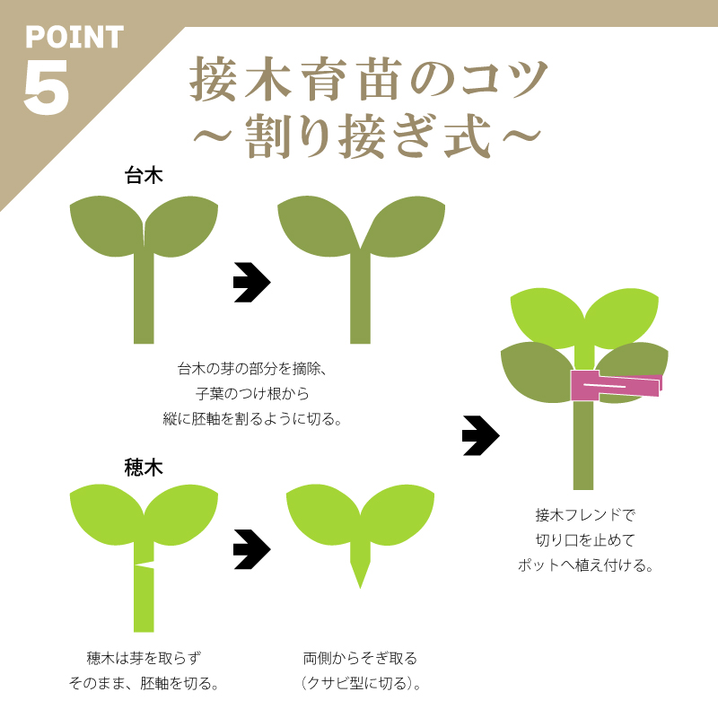 200個接木フレンドバイオレット