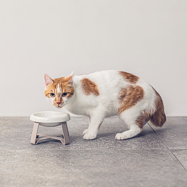 【LINEギフト用販売ページ】ペット 食器 陶器 猫 犬  pecolo Food Stand S [陶器浅型] PCL-FS-SA