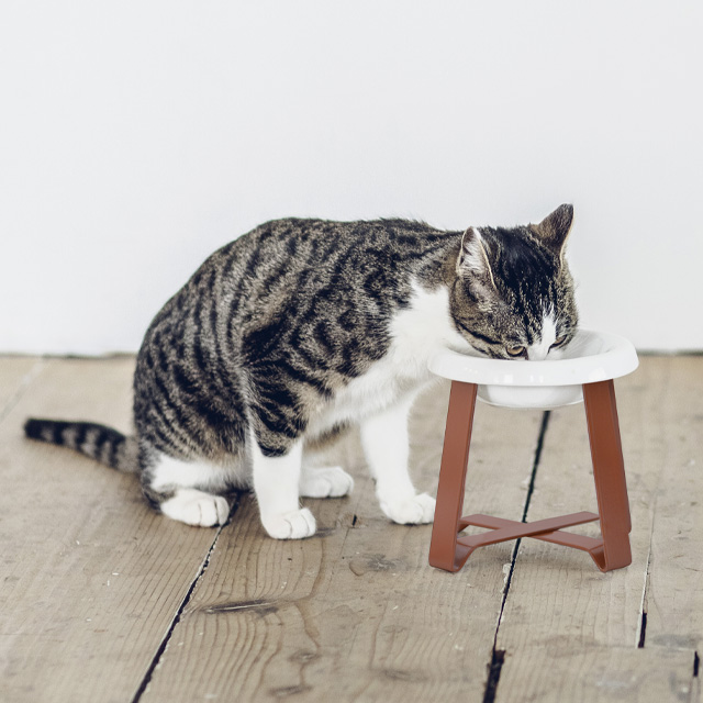 【LINEギフト用販売ページ】ペット 食器 陶器 猫 犬  pecolo Food Stand S tall [陶器浅型] リミテッドカラー