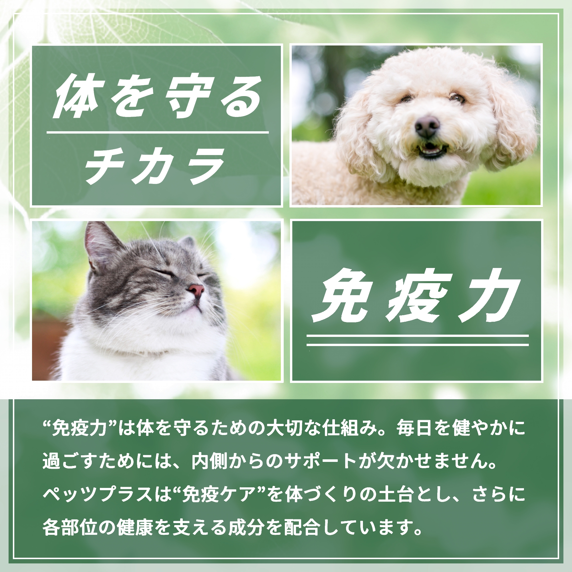 Pets+（ペッツプラス） プレミアムアイ 犬 目 サプリ アイケア 瞳 健康