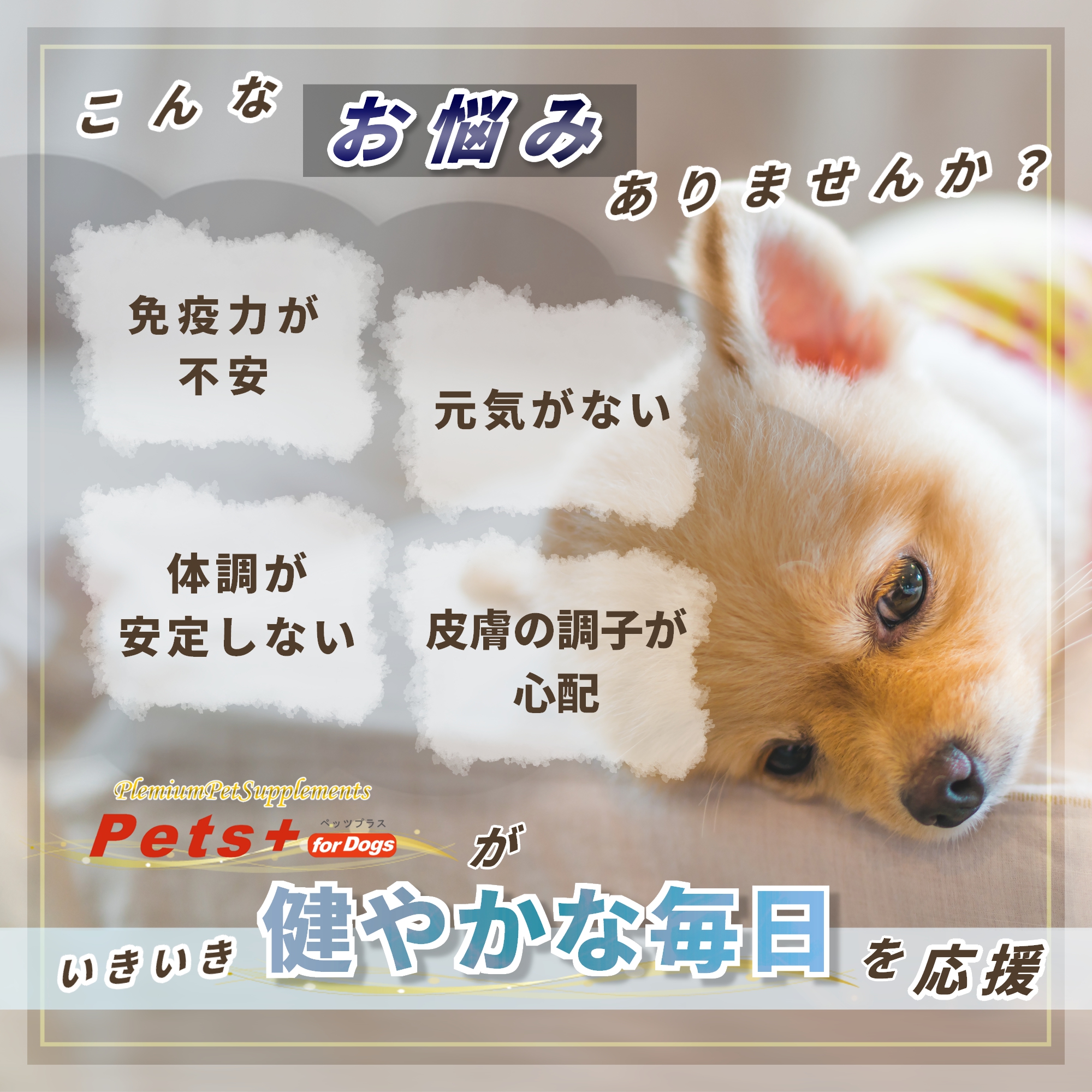 プヤ　アルペストリス　マルチヘッド　抜き苗 プヤ アルペストリス マルチヘッド 抜き苗 2025年最新】プヤ