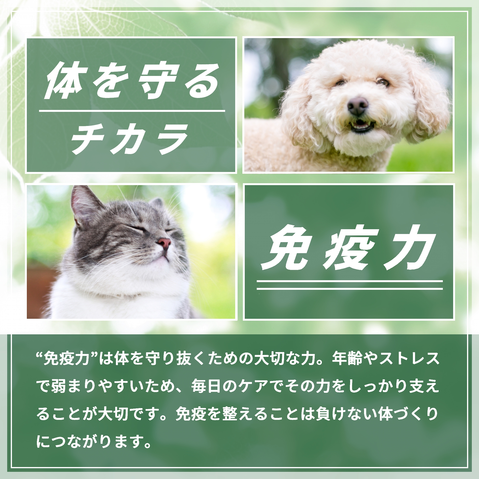 Pets+（ペッツプラス） 犬 サプリメント 免疫 皮膚 ケア 国産