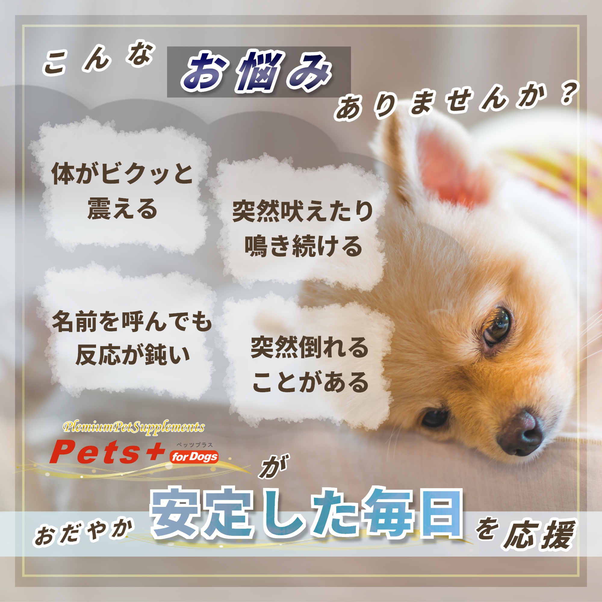Pets+ 犬 サプリメント 脳 心臓 ケア 国産 プロポリス ローヤルゼリー