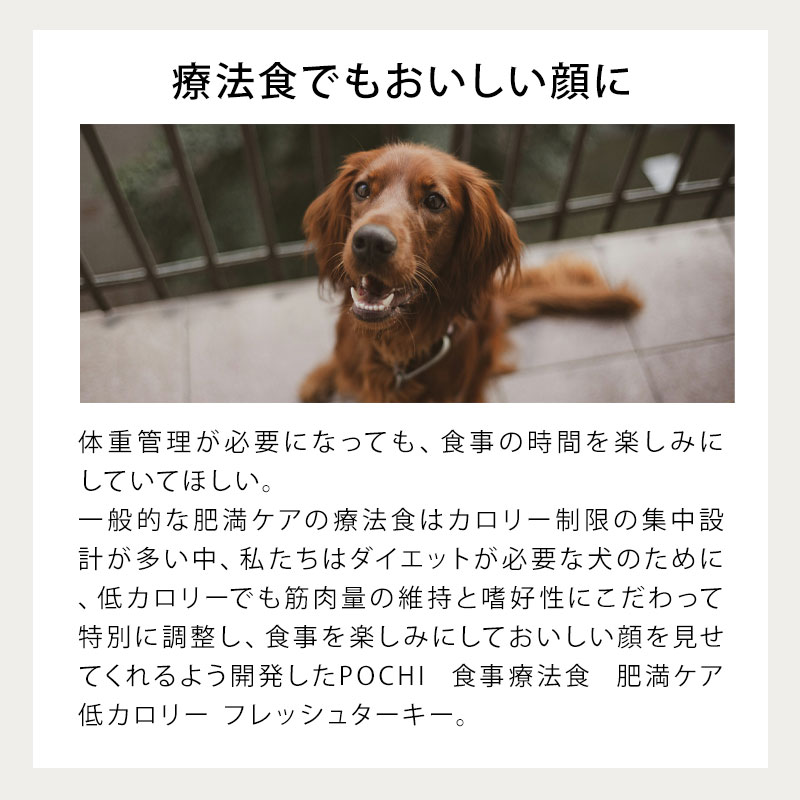 【発売記念20%オフ】POCHI (ポチ) 食...の詳細画像5