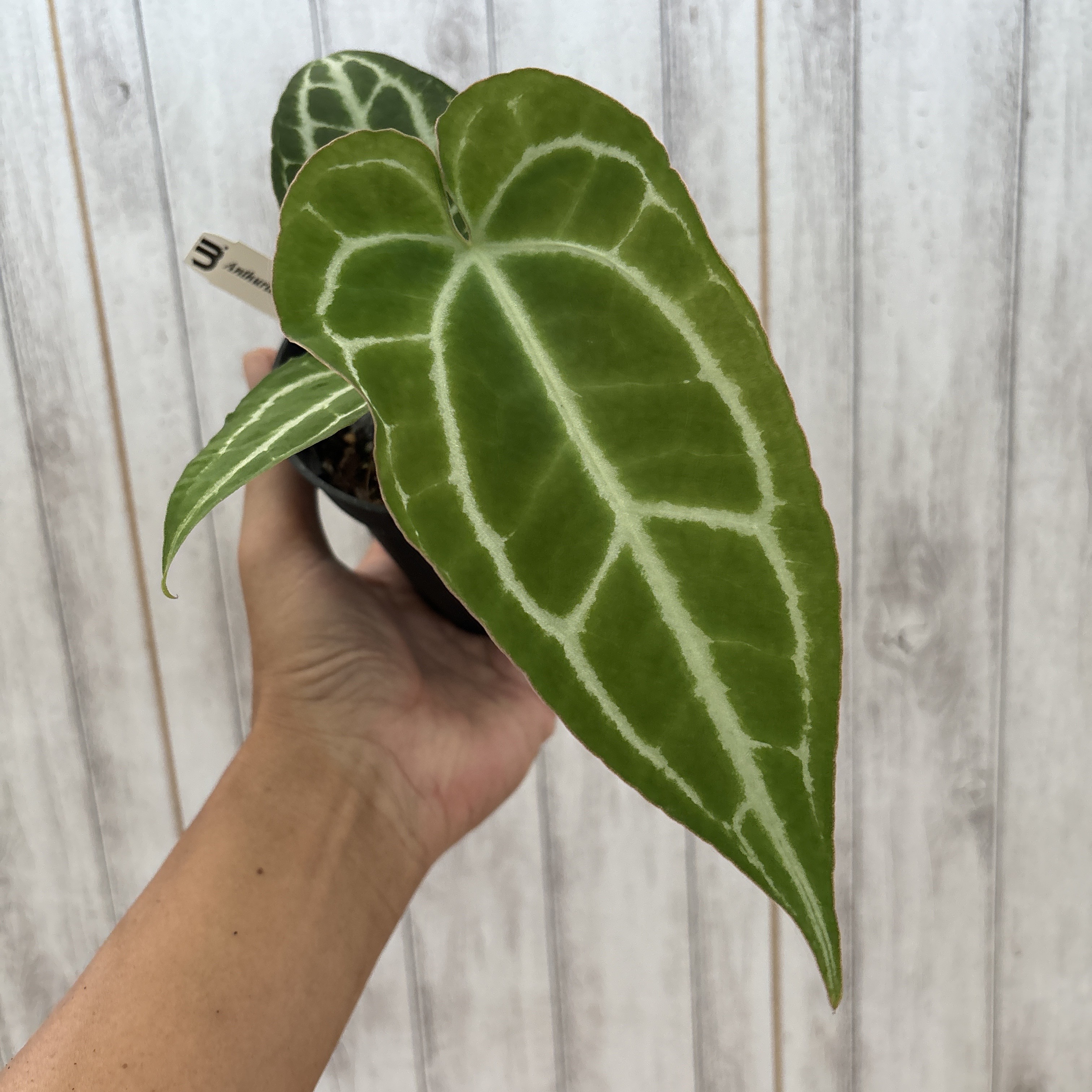 アンスリウム ビレナオルム 原種 3.5号（10cm）黒ロングポット Anthurium villenaorum 実生(seedling) インテリア  室内 : anthurium-villenaorum-35 : フラワーショップ POCOLOCO - 通販 - Yahoo!ショッピング