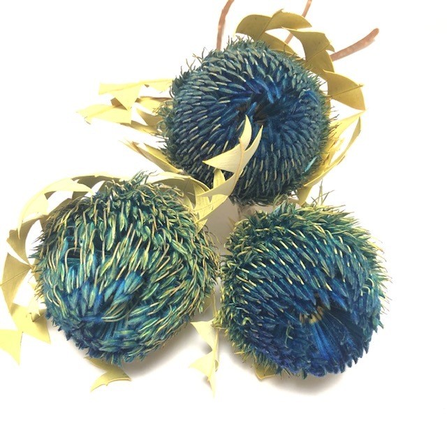 ハイクオリティ バンクシア バクステリー3本 ワイルドフラワー オーストラリア原産 インテリア アレンジメント お花 すてき かわいい おしゃれ スワッグ 癒し R0wq8pr9qg Aromadesire Co Uk