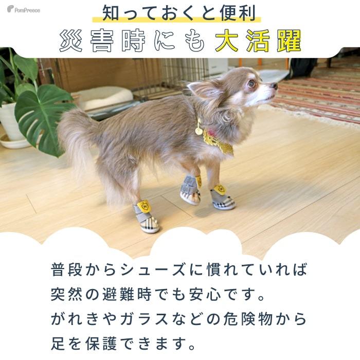 Who is this? My dog ​​has changed completely. - YouTube
