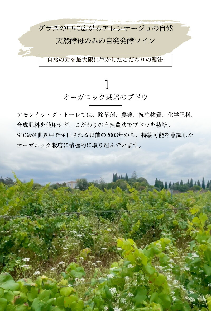 ゼブロ・ビオワイン・ティント