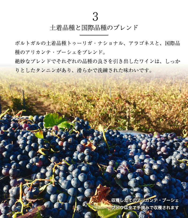 ゼブロ・ビオワイン・ティント