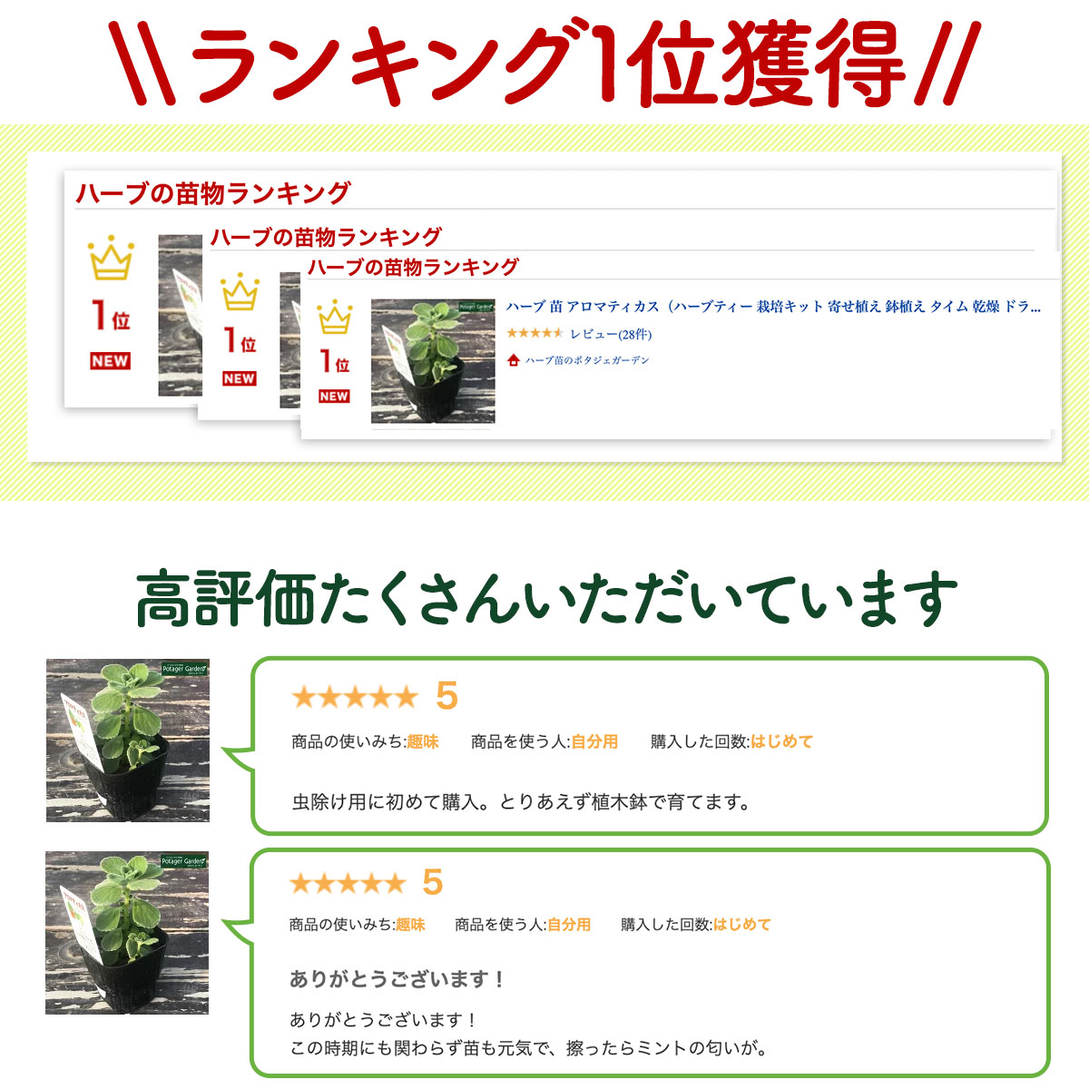 アロマティカスの苗