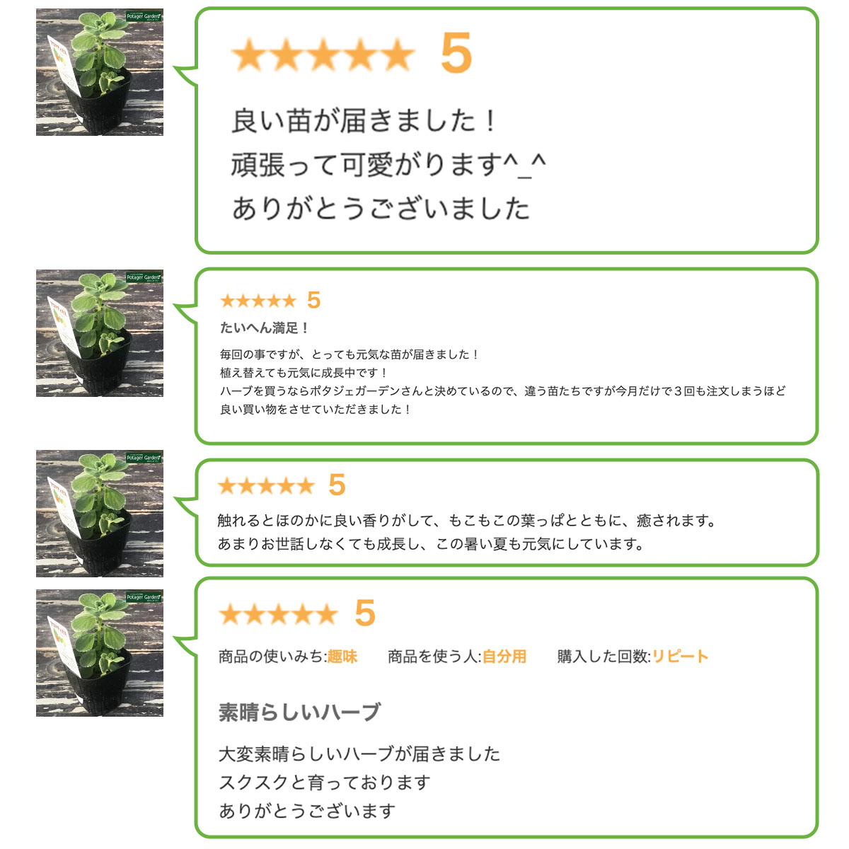 アロマティカスの苗