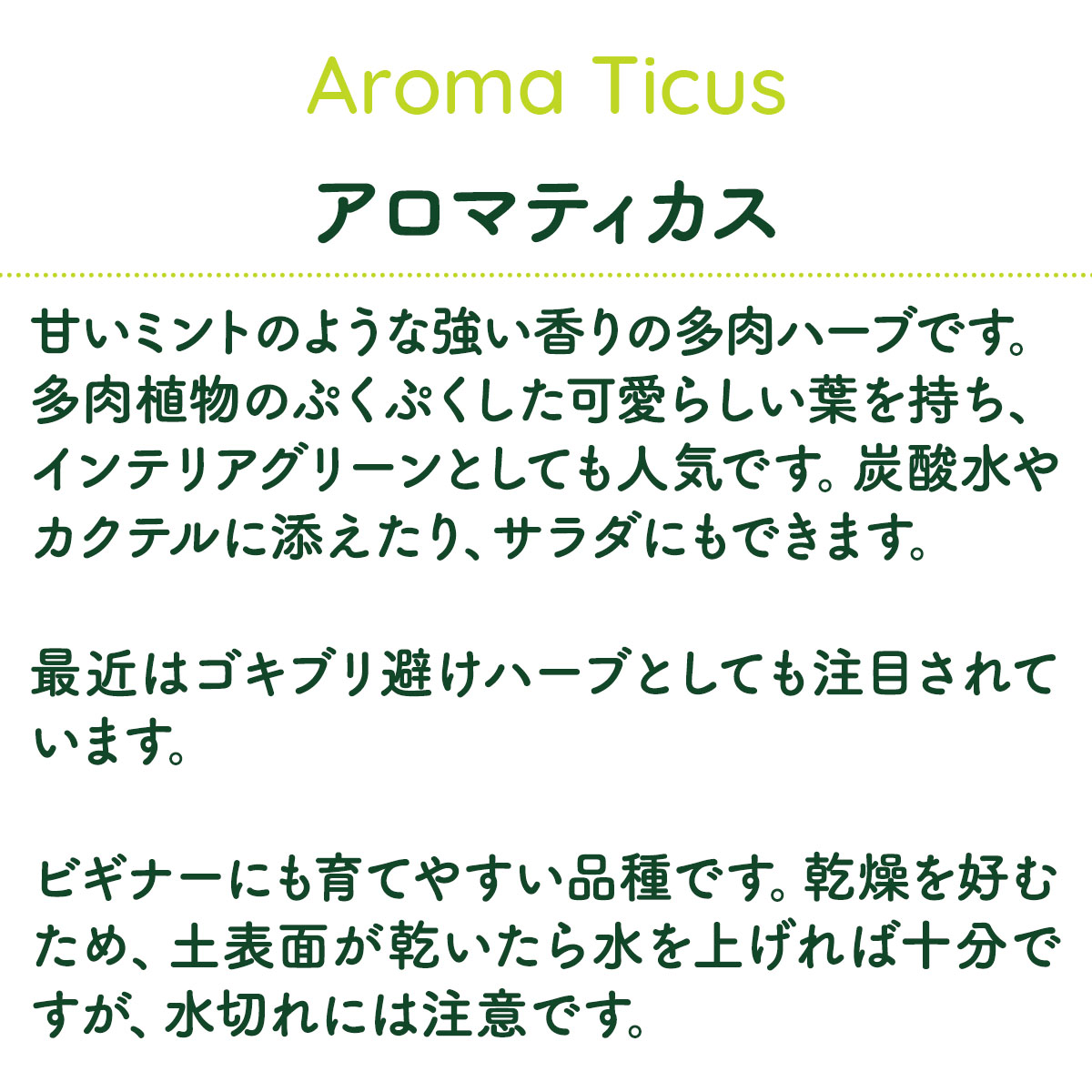 アロマティカスの苗