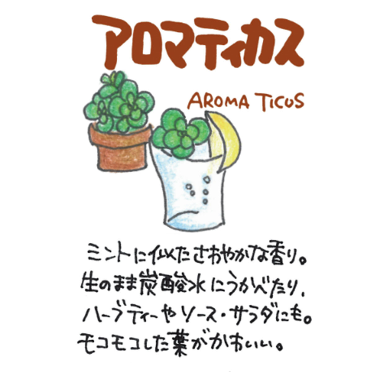 アロマティカスの苗
