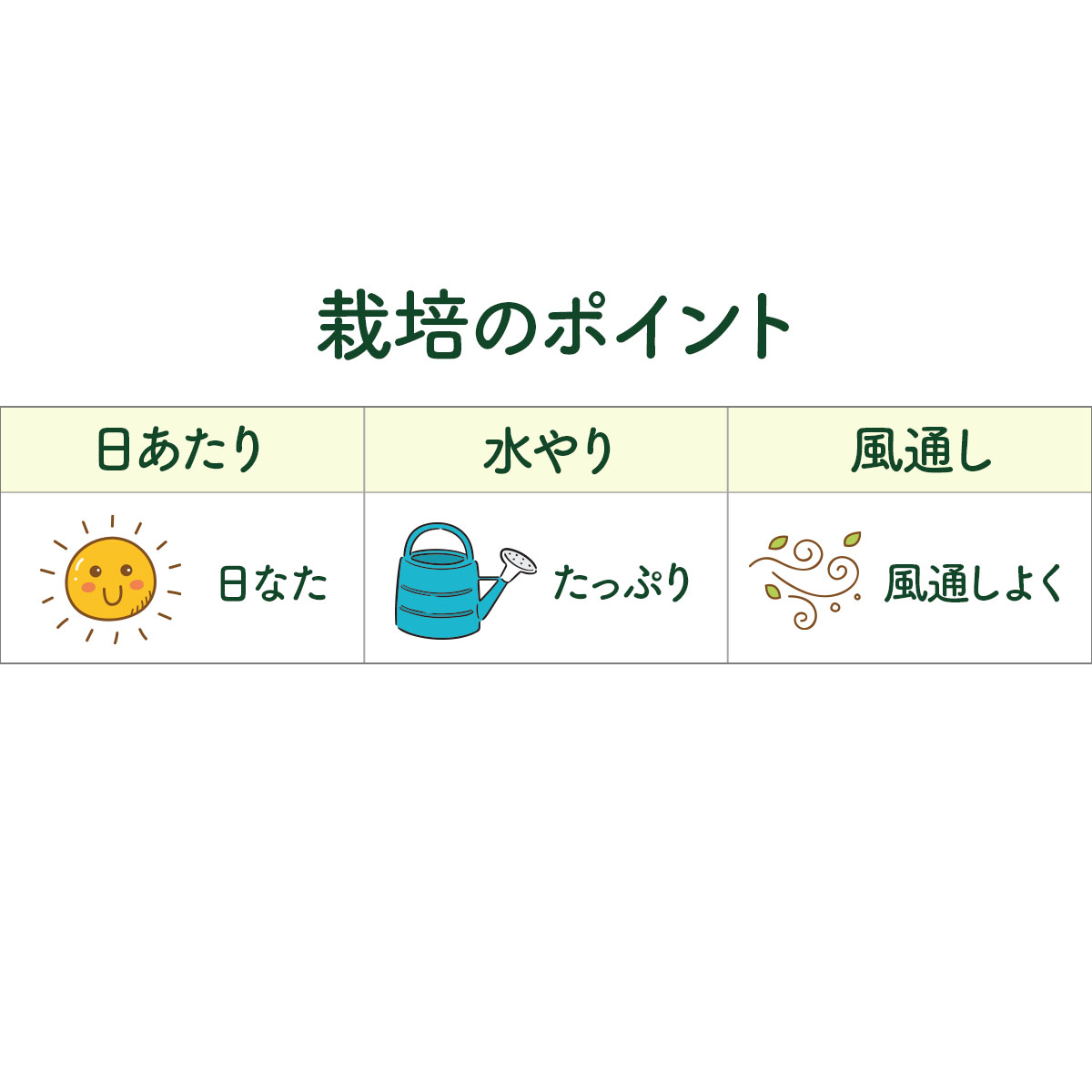 アロマティカスの苗