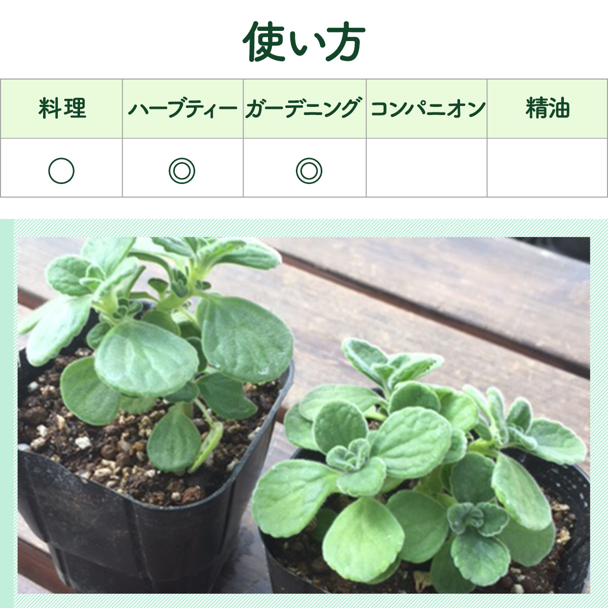 アロマティカスの苗