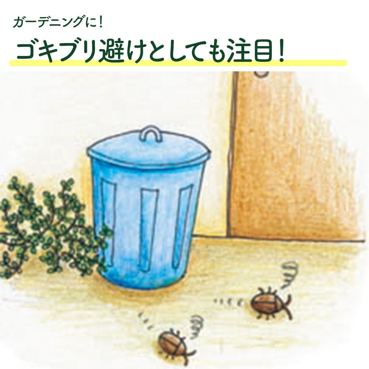 アロマティカスの苗