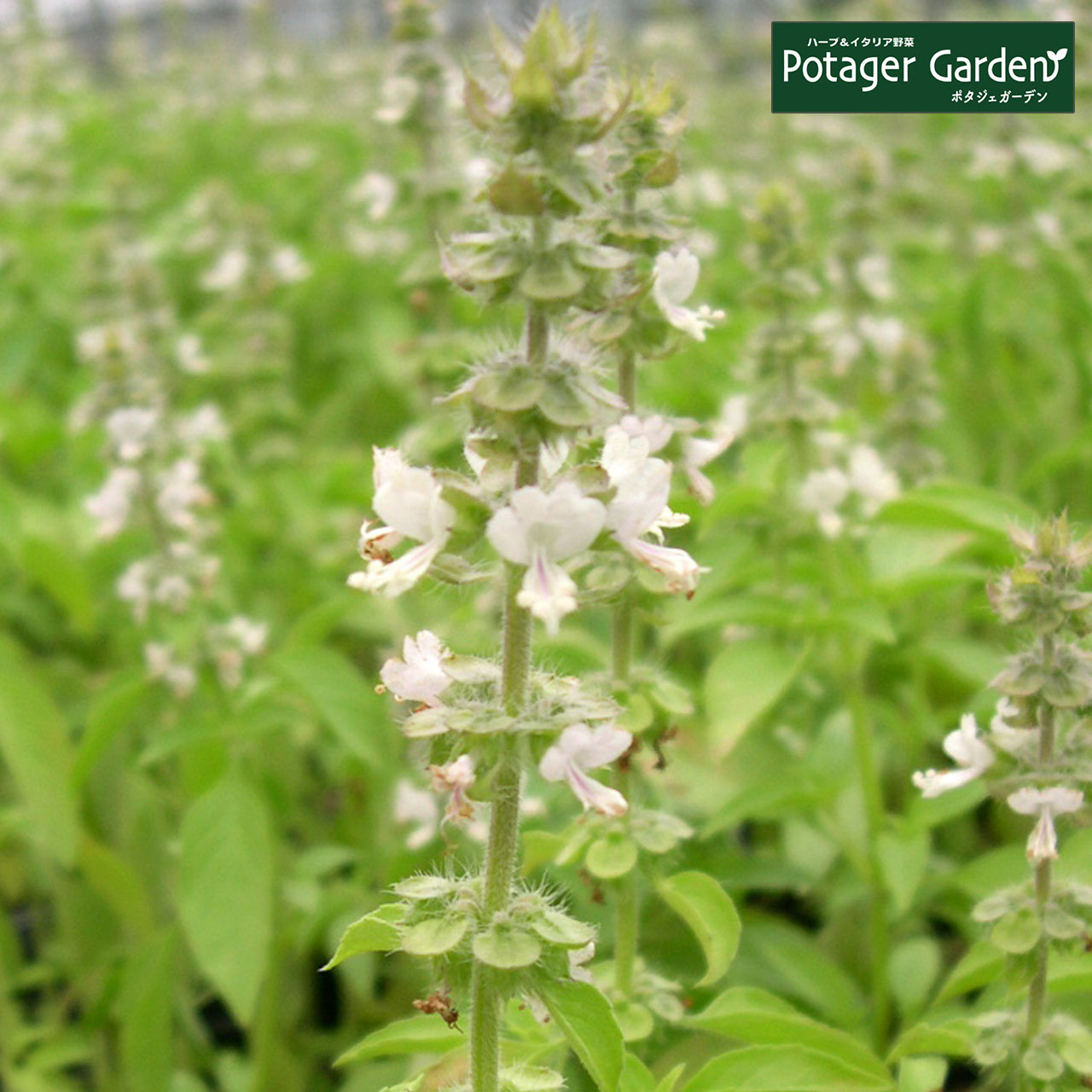 ハーブ 苗 レモンバジル 種類 栽培 ハーブガーデン ハーブティー 花 ガーデニング ソース シード ペースト 葉 オイル 栽培キット Basil Lemon ハーブ苗のポタジェガーデン 通販 Yahoo ショッピング