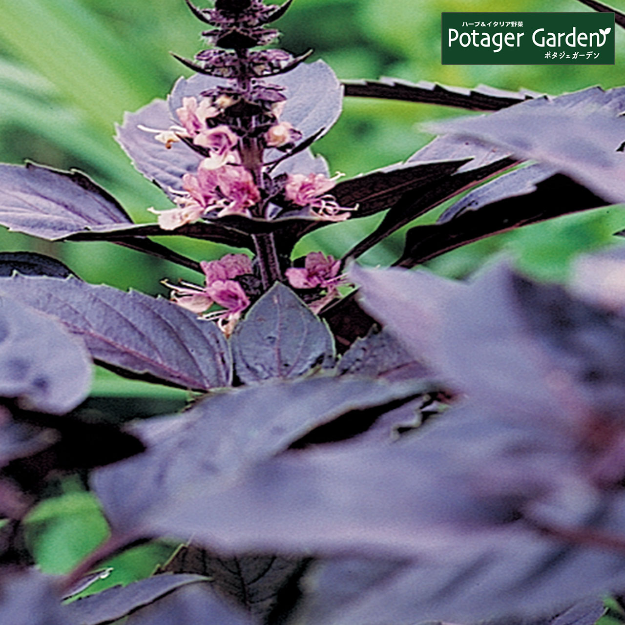 ハーブ 苗 レッドルビンバジル 種類 栽培 ハーブガーデン ハーブティー 花 ガーデニング ソース シード ペースト 葉 オイル 栽培キット Basil Red ハーブ苗のポタジェガーデン 通販 Yahoo ショッピング