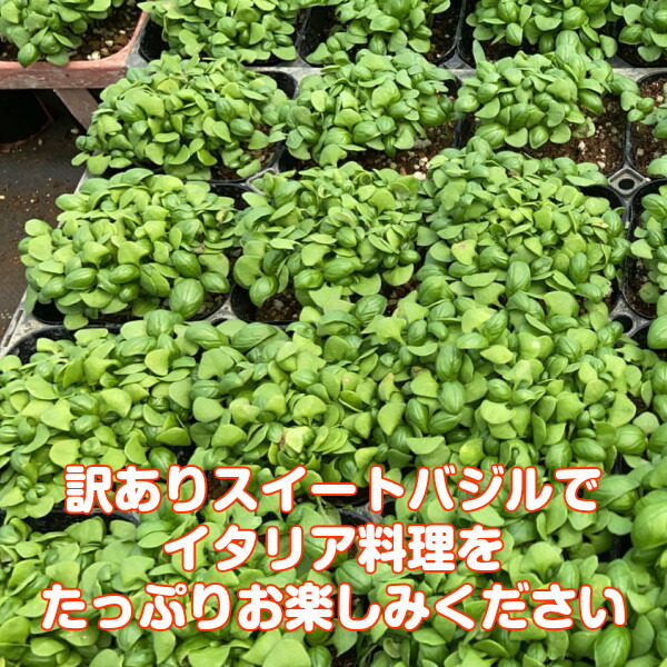 正規品質保証 当店農場生産 スイートバジル エバーリーフジェノベーゼ 9cmポット苗 乱れにくく長く収穫できる Rc Carpet Com 正規品質保証 当店農場生産 スイートバジル エバーリーフジェノベーゼ 9cmポット苗 乱れにくく長く収穫できる Rc Carpet Com