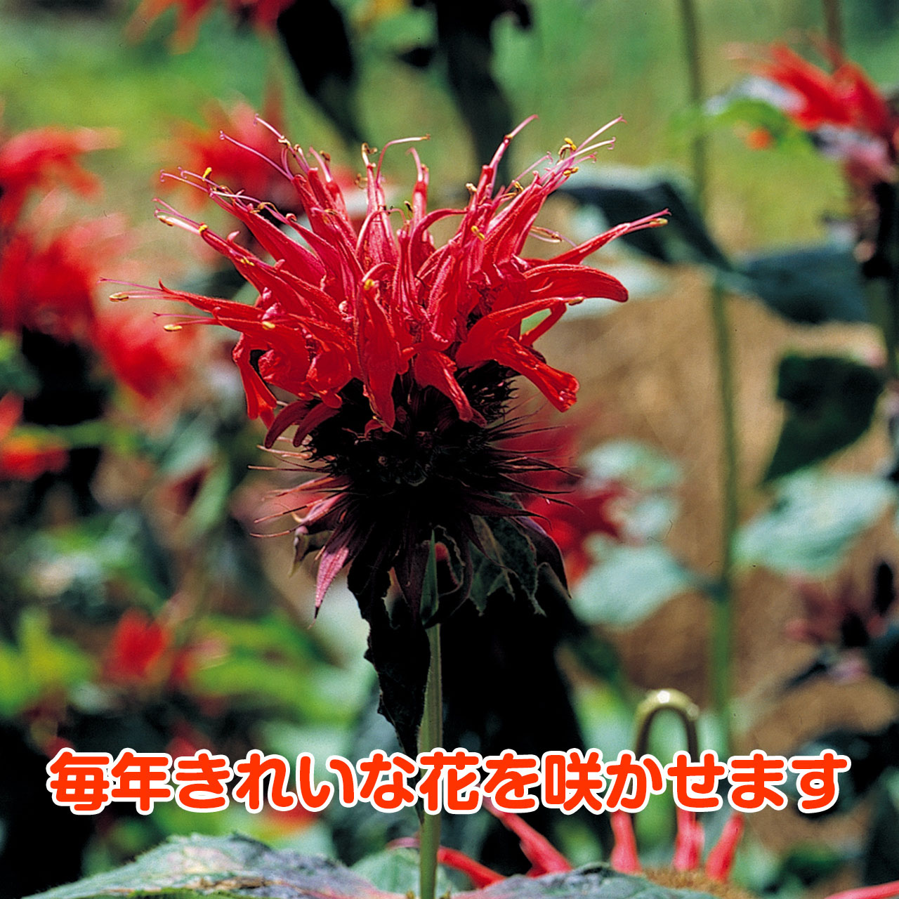 ハーブ 苗 ベルガモット レッド 種類 栽培 ハーブガーデン ハーブティー 花 ガーデニング 栽培キット Berga Red ハーブ苗のポタジェガーデン 通販 Yahoo ショッピング