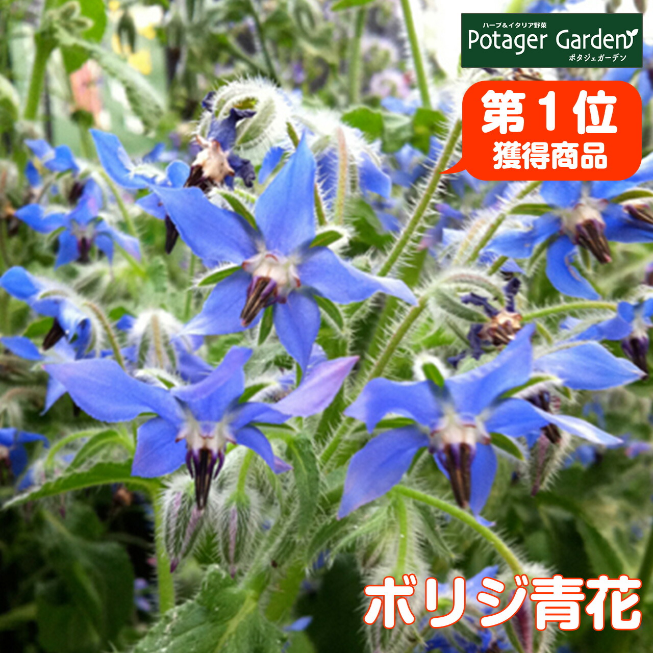 ハーブ 苗 ボリジ 青花 種類 栽培 ハーブガーデン ハーブティー 花 ガーデニング 栽培キット Borage Blue ハーブ苗のポタジェガーデン 通販 Yahoo ショッピング