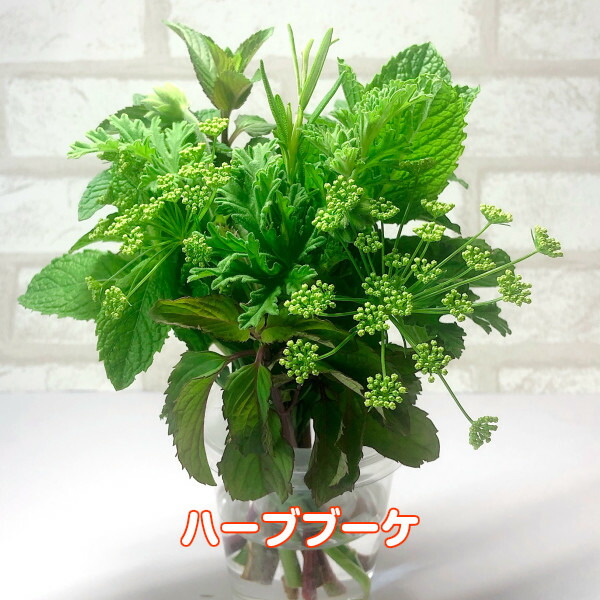 ハーブ ブーケ ミント 通販 ハーブティー 寄せ植え セット 本 生花 母の日 花束 ミニブーケ スワッグ ケース 作り方 東京 贈り物 種類 Bouquet02 ハーブ苗のポタジェガーデン 通販 Yahoo ショッピング