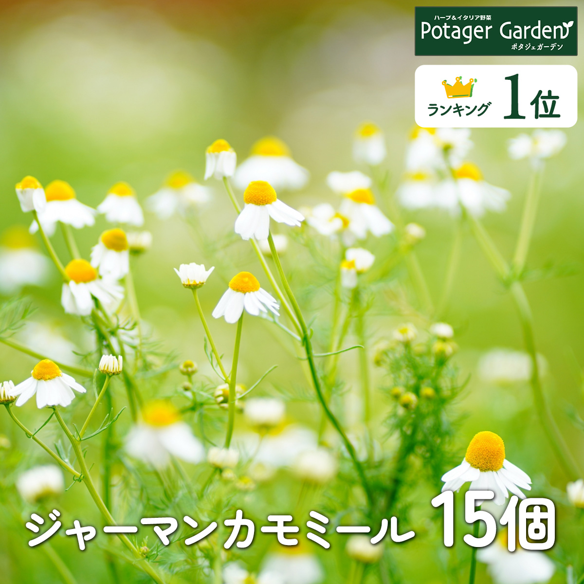 【まあみさん専用】プラナロム  カモミールジャーマン5ml＋他5本 まあみさん専用】プラナロム カモミールジャーマン5ml＋他5本 【公式通販】