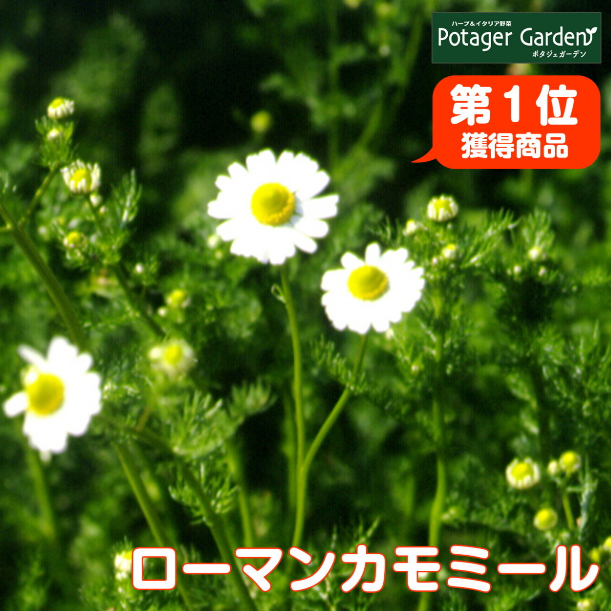 ハーブ 苗 カモミール ローマン 種類 栽培 ハーブガーデン カモミールティー 種 アロマ 育て方 花 ハンドクリーム 入浴剤 ハーブティー Chamomile Roman ハーブ苗のポタジェガーデン 通販 Yahoo ショッピング