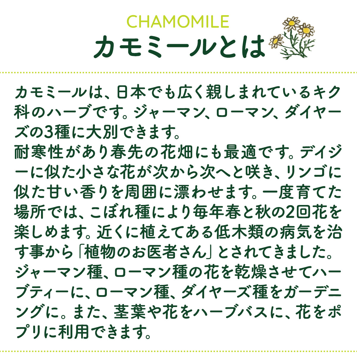 カモミールとは