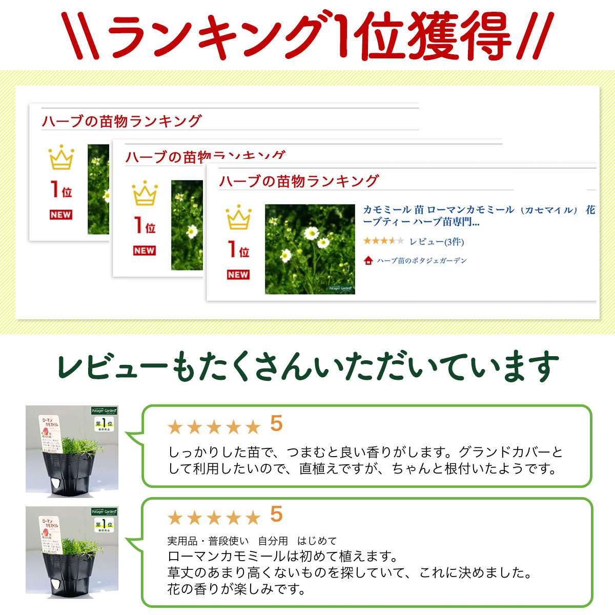 ランキング レビュー