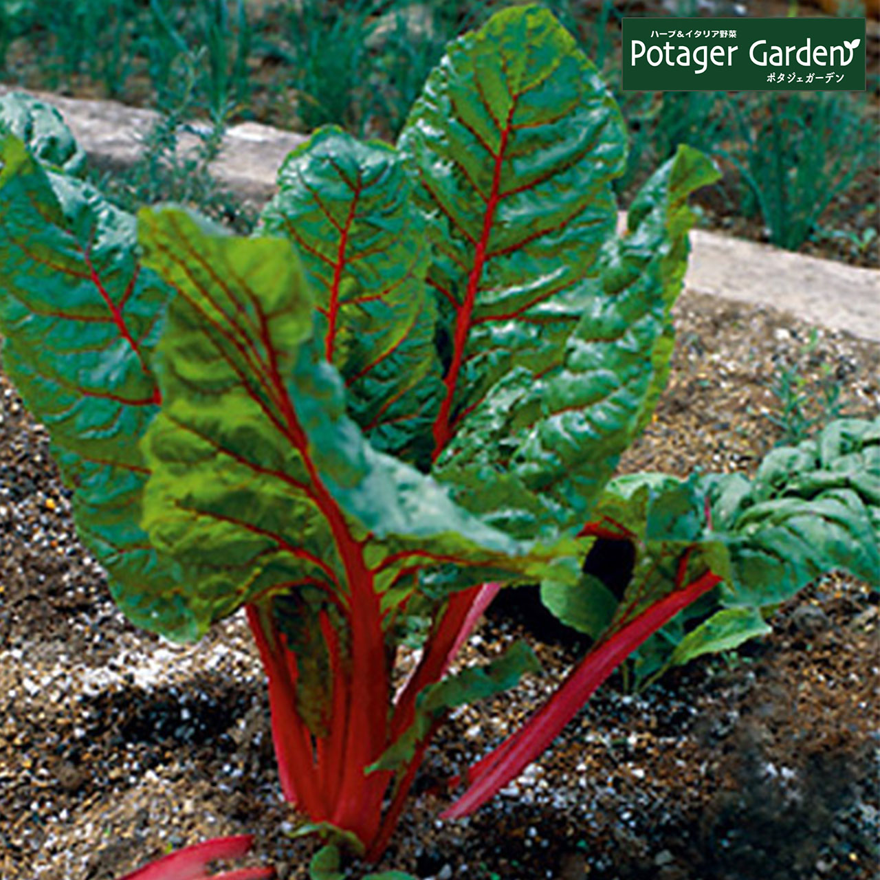 野菜 苗 チャード 種類 栽培 ハーブガーデン ハーブティー 花 ガーデニング 栽培キット Veg Chard ハーブ苗のポタジェガーデン 通販 Yahoo ショッピング