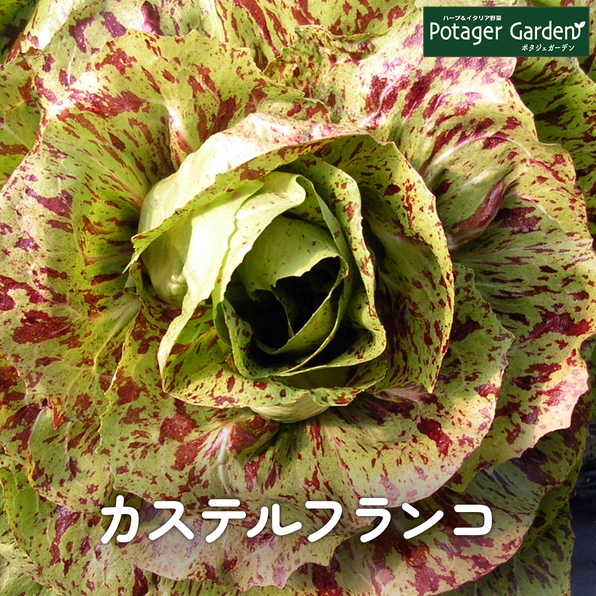 チコリ　カステルフランコ　苗5株 野菜 苗 カステルフランコ（種類 栽培 ハーブガーデン ハーブティー 花