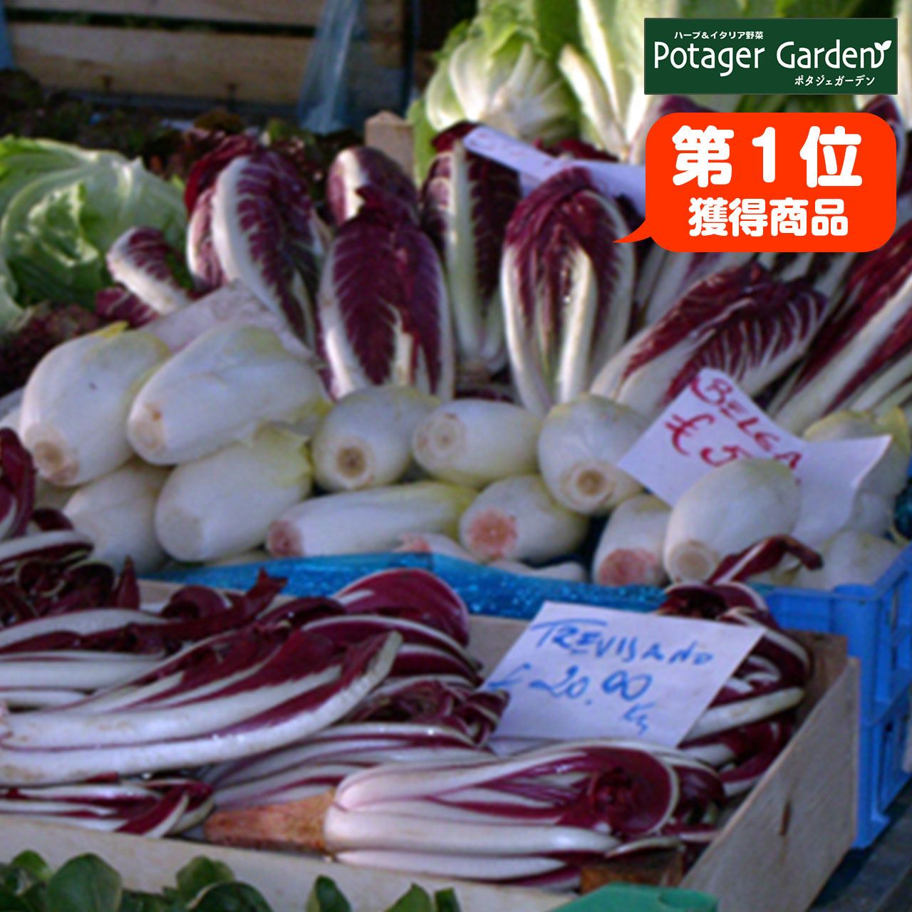 野菜 苗 チコリトレビーゾ 種類 栽培 ハーブガーデン ハーブティー 花 ガーデニング 栽培キット Chicory Treviso ハーブ苗のポタジェガーデン 通販 Yahoo ショッピング