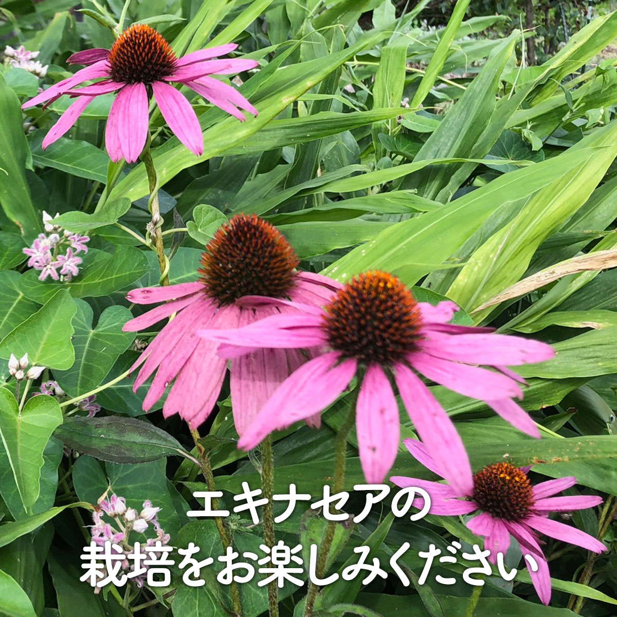 エキナセア苗4品種 楽天市場】【花色4種から選べる】エキナセア プレーリーブレイズ