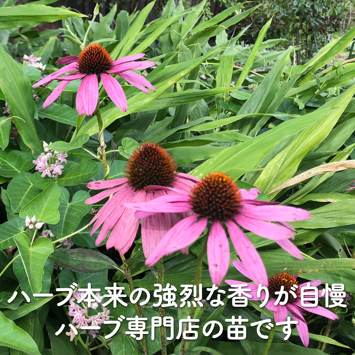 ハーブ 苗 エキナセア（種類 栽培 ハーブガーデン ハーブティー