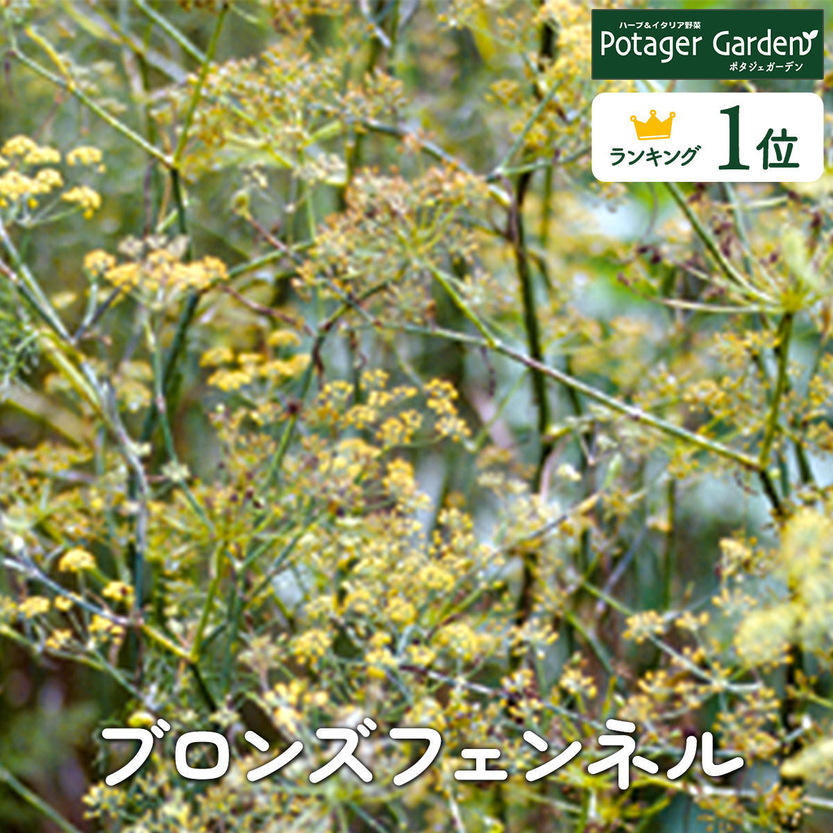 ハーブ 苗 ブロンズフェンネル 種類 栽培 ハーブガーデン ハーブティー 花 ガーデニング 栽培キット Fennel Bronz ハーブ苗のポタジェガーデン 通販 Yahoo ショッピング
