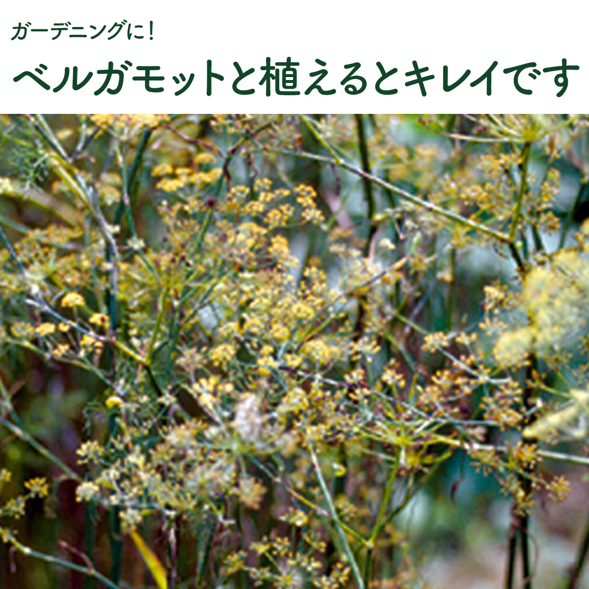 フェンネルの苗