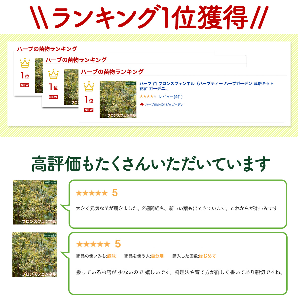 フェンネルの苗
