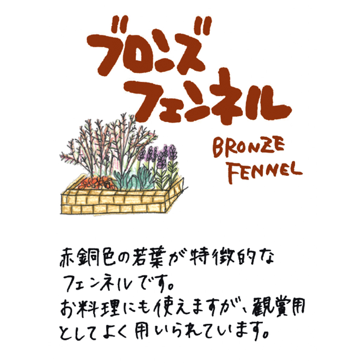 フェンネルの苗