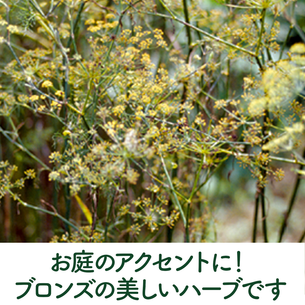 フェンネルの苗