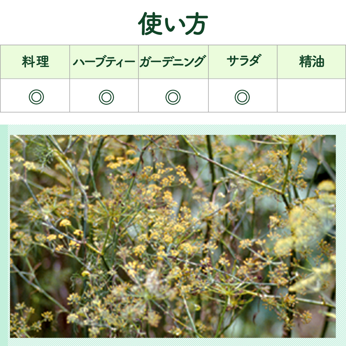 フェンネルの苗