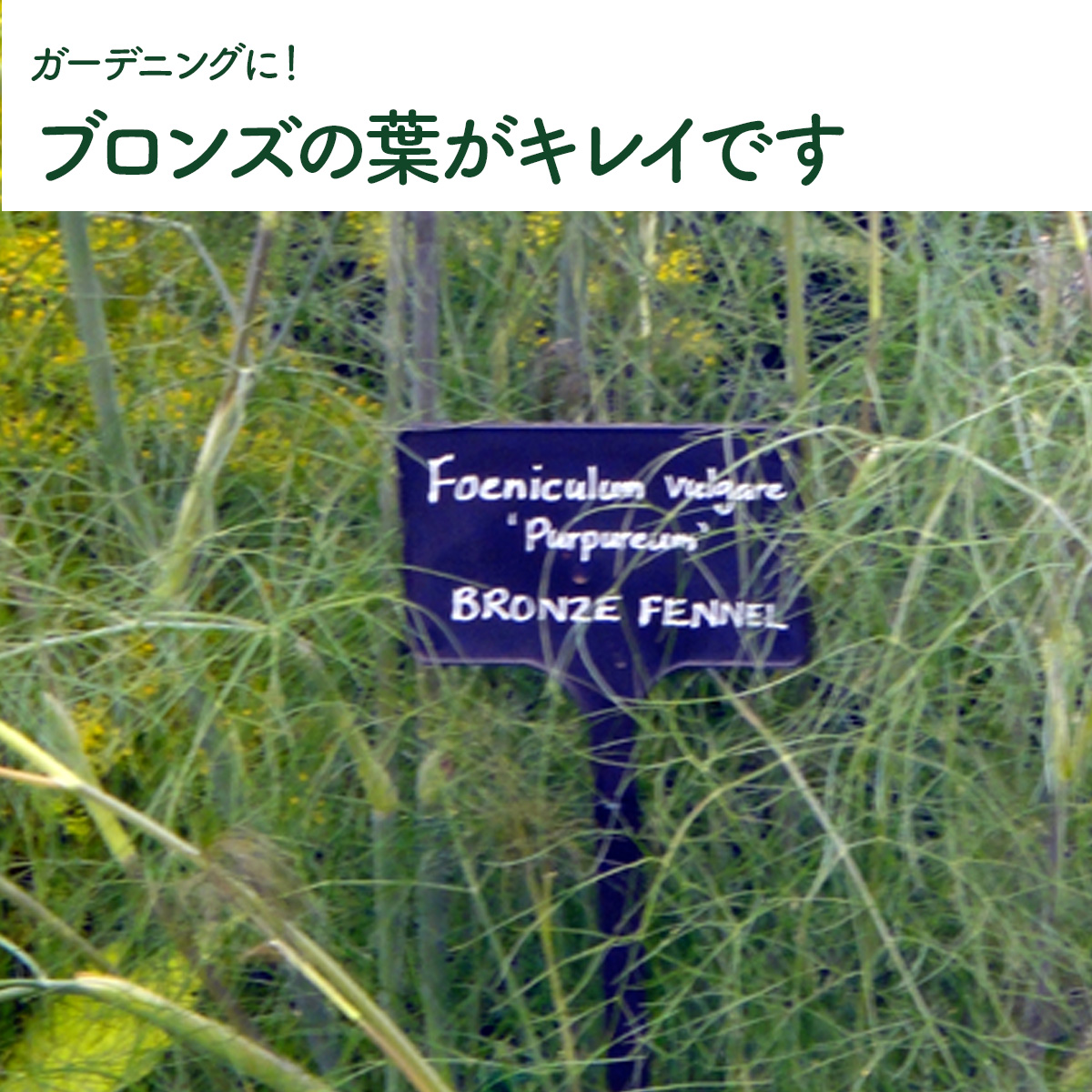 フェンネルの苗