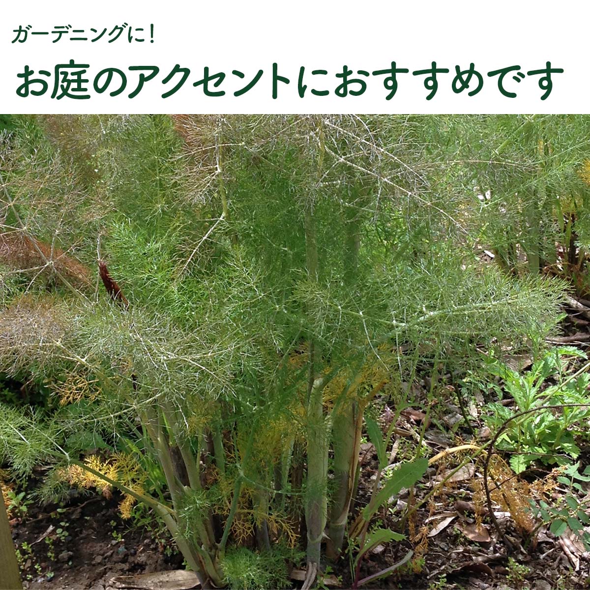 フェンネルの苗