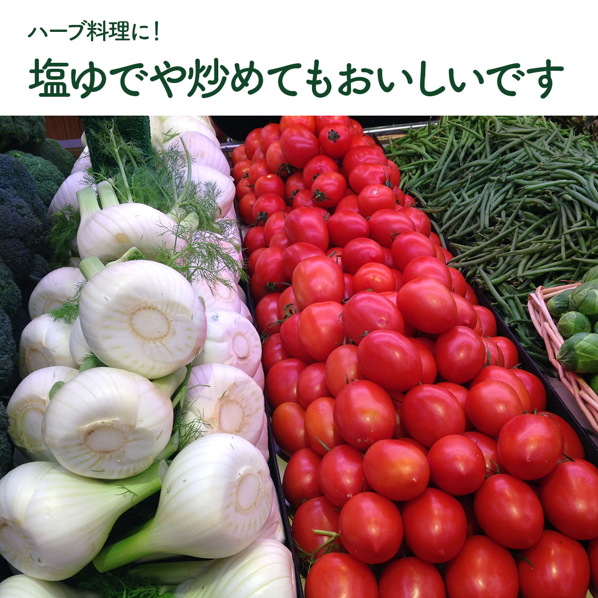フェンネルの苗