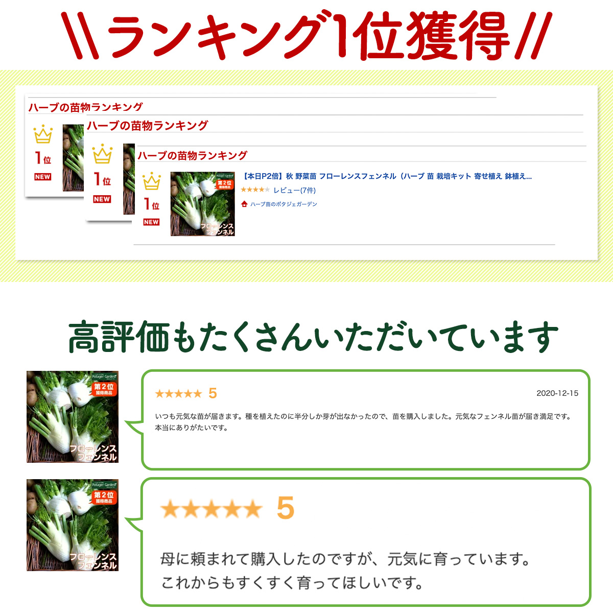 フェンネルの苗