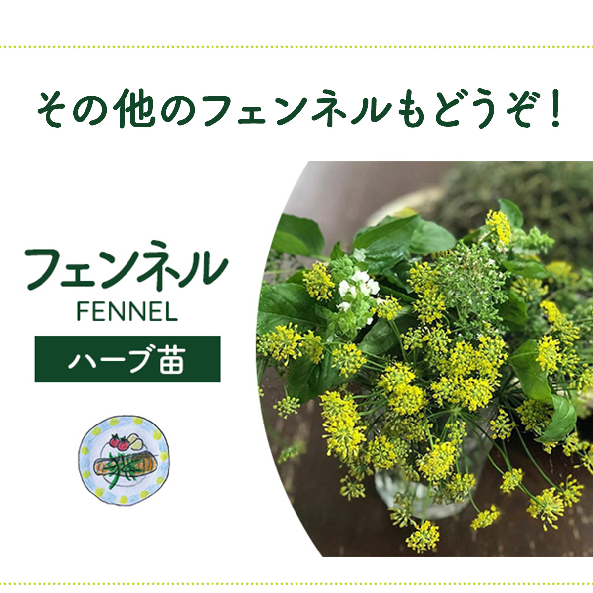 フェンネルの苗