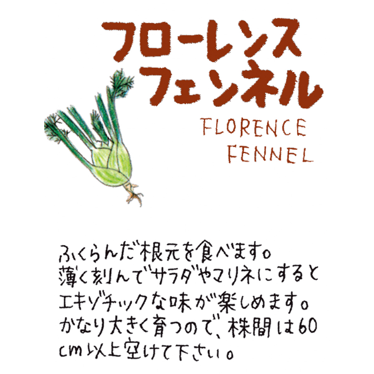 フェンネルの苗