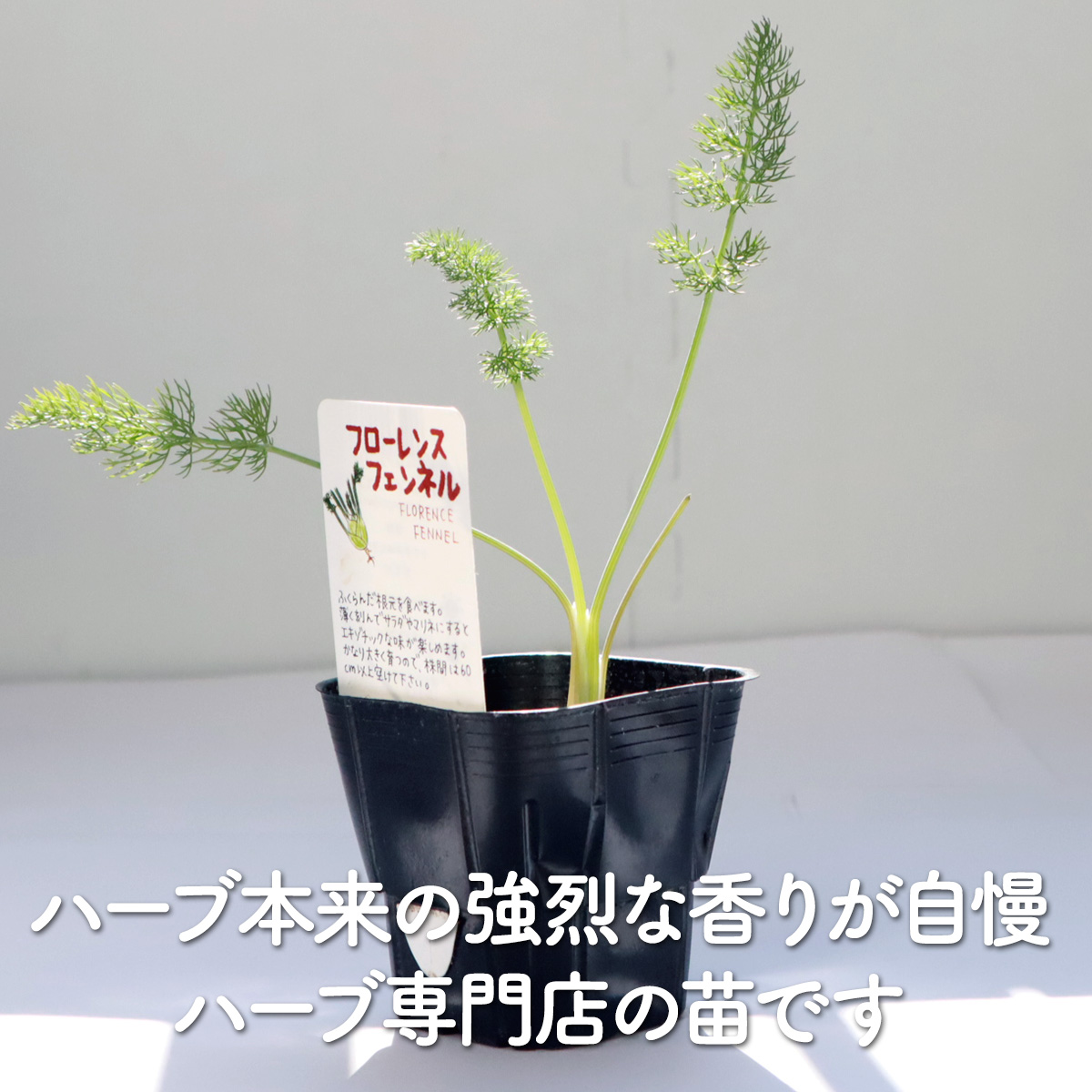 フェンネルの苗