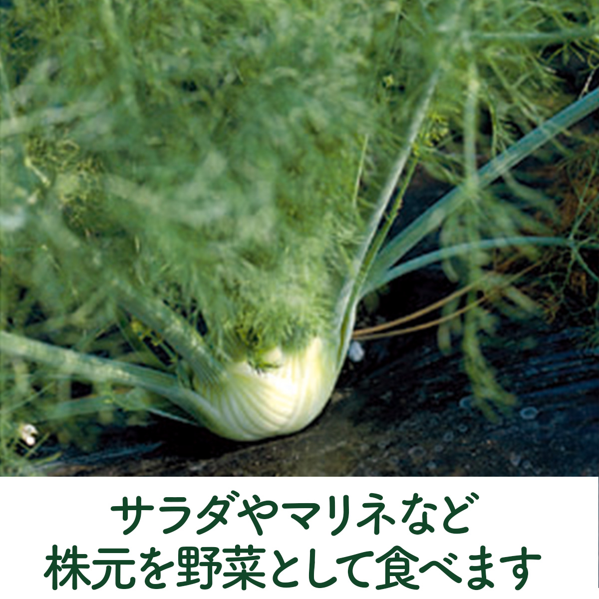 フェンネルの苗