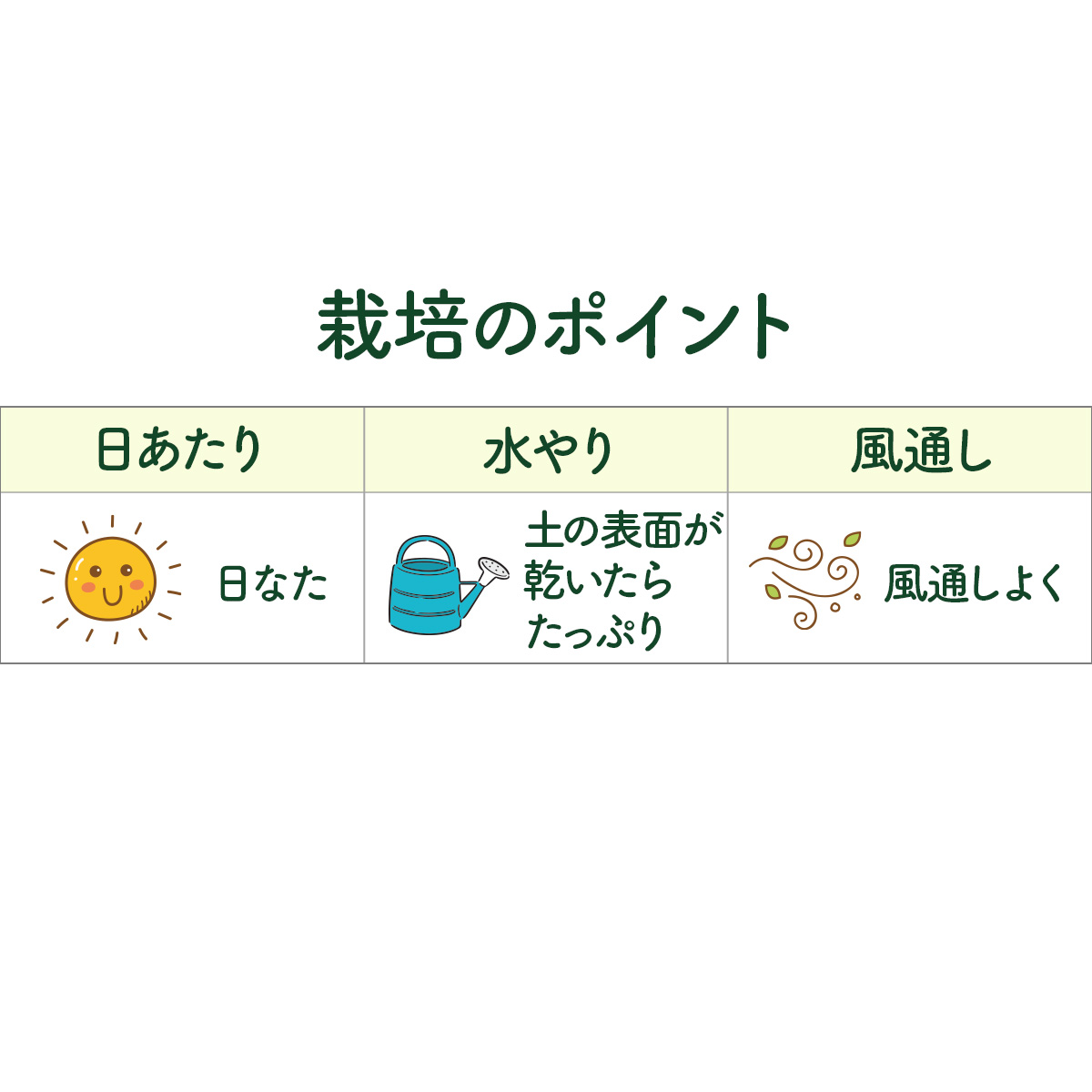 フェンネルの苗